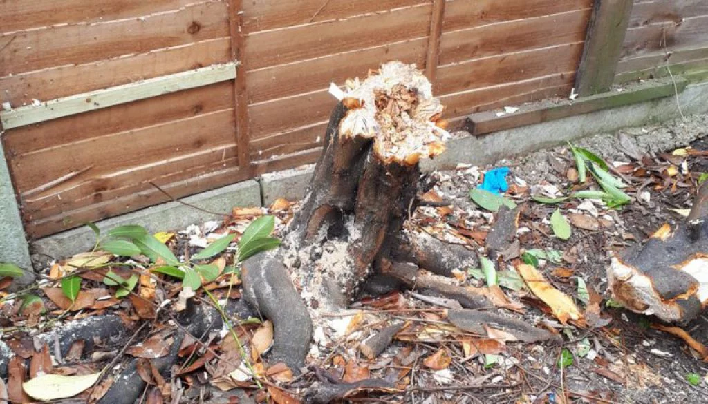 Tree stump grinding in Bushey, Hertfordshire, removing a. Laurel tree stump, blackthorn tree stump and more. Call me any...