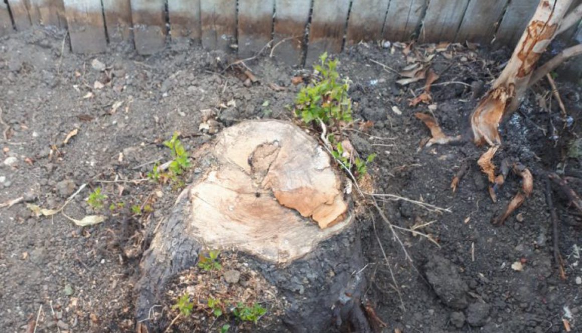 Tree stump grinding near Edgware, Middlesex today. I had to remove a number of various tree stumps from a blackthorn tre...