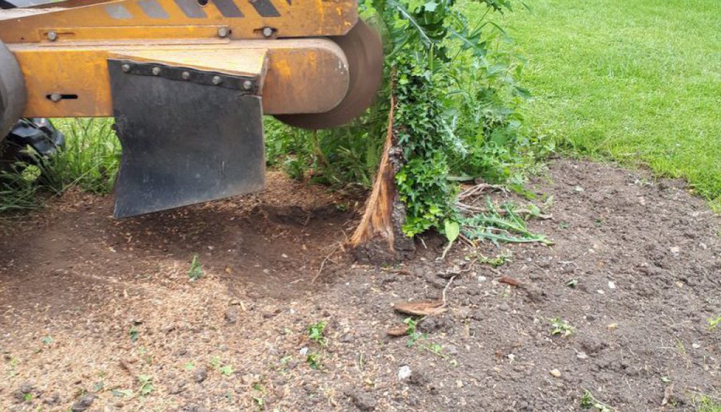 Tree stump removal in Great Sampford, a apple tree stump and a few blackthorn tree stumps. Please feel free to call Esse...