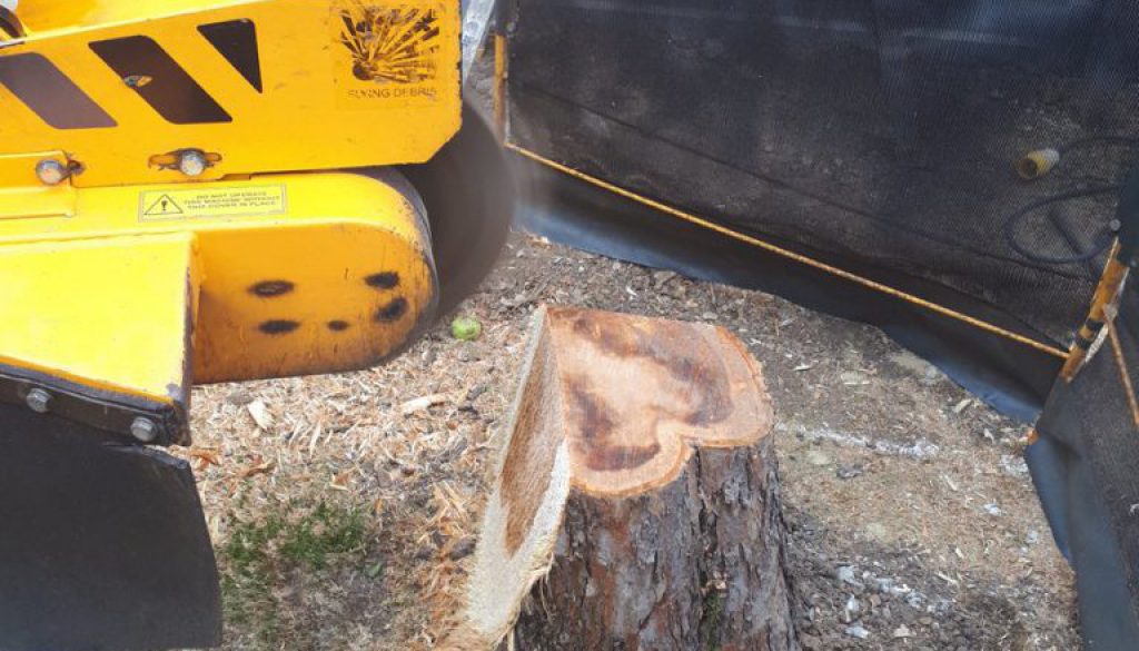 Essex tree stump grinding removing an ash tree stump and an apple tree stump in Great Baddow, near Chelmsford, Essex. We...