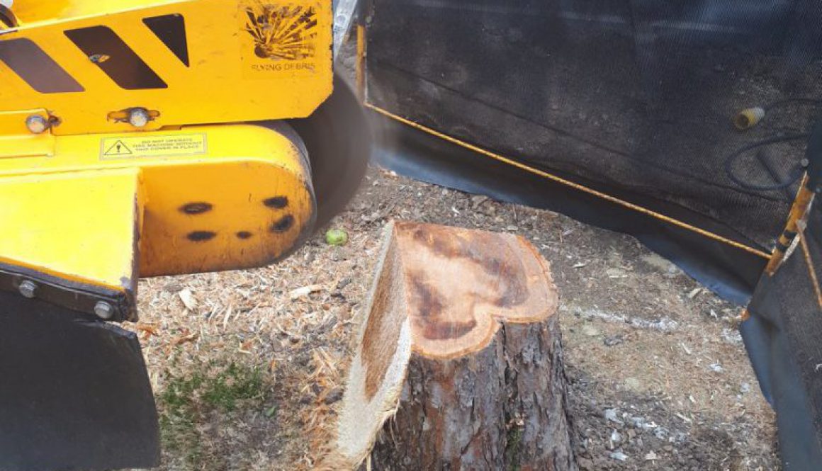 Essex tree stump grinding removing an ash tree stump and an apple tree stump in Great Baddow, near Chelmsford, Essex. We...
