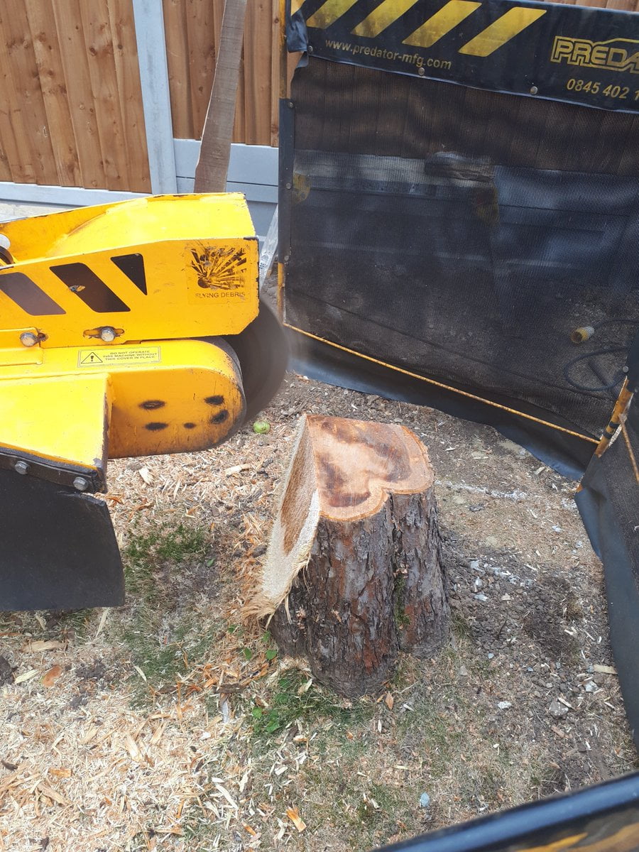 MA 1984 tree brisbane, removal cost stump Wenham