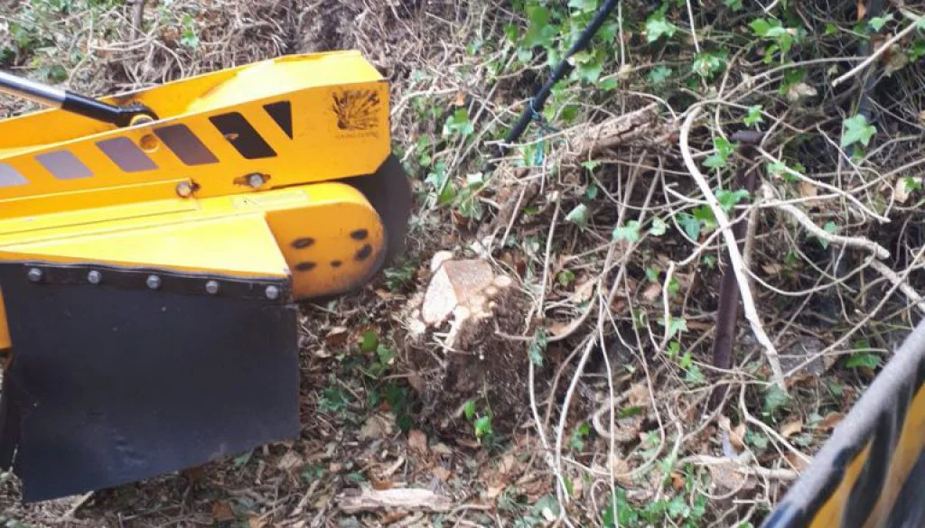 Essex tree stump grinding various types of tree roots and tree stumps in Worley Warley, near Brentwood, Essex. We are re...