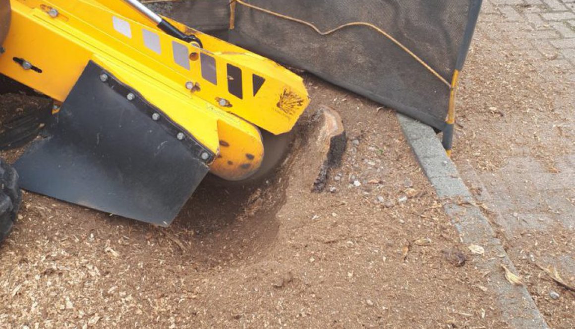 A selection of photographs from tree stump grinding and removals at Little Chesterford, near saffron Walden, Essex. ...