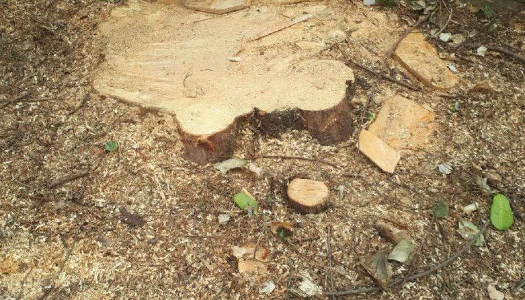 Essex tree stump grinding removing conifer tree stumps in Chigwell, Essex. ...