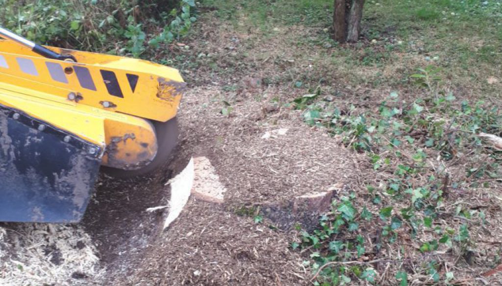Removing and grinding a eucalyptus tree stump near Stebbing Green, Great Dunmow, Essex. ...
