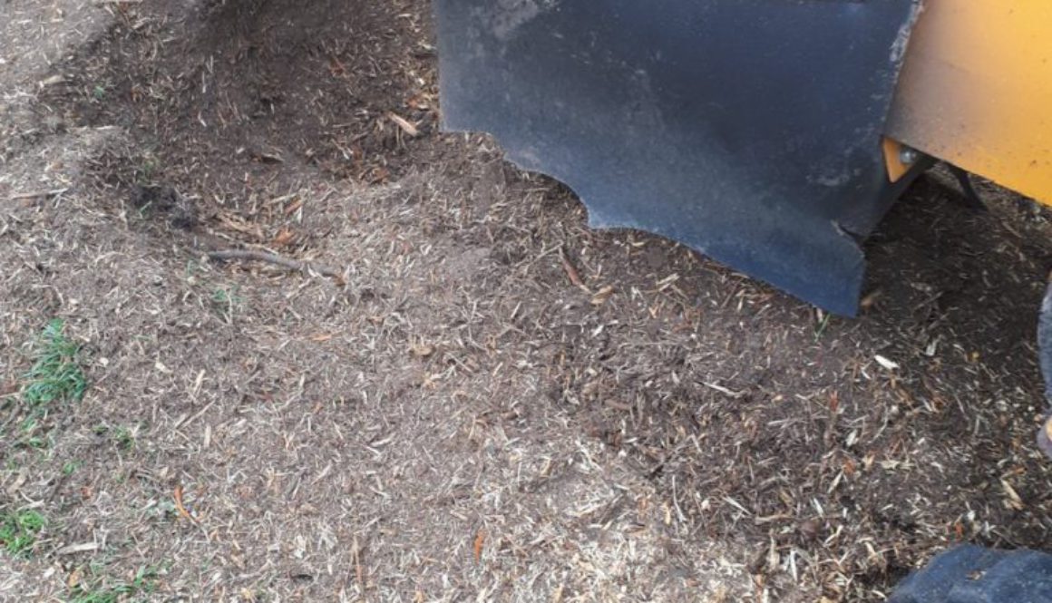 Essex Tree Stump Grinding removing a tree stump at Fingringhoe, near Colchester, Essex. We are hear to help! ...