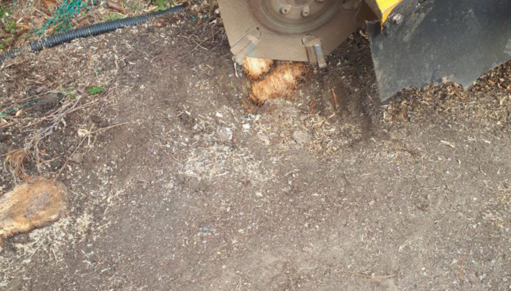 Essex Tree Stump Grinding removing tree stumps near Bromley, Kent. We are here to help you with all your tree stump remo...