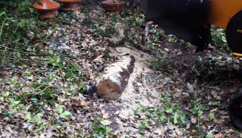 Essex Tree Stump Grinding removing various tree stumps near Danbury, Chelmsford, Essex. We are here to help you with all...