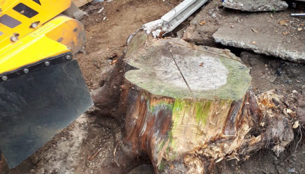 Grinding out tree stumps at Ealing, West London. We are here to help with all your stump grinding needs. ...