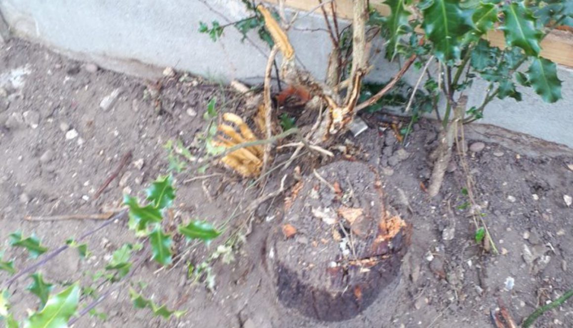 More stump grinding photographs from Hoddesdon, Hertfordshire, getting to the root of the problem! ...