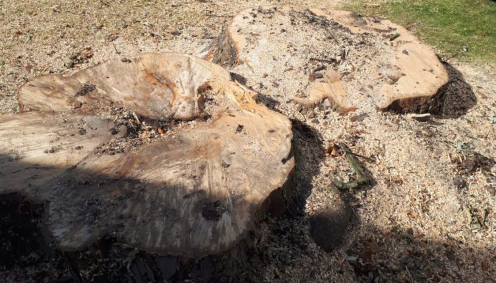 Tree stump grinding a large horse chestnut tree stump near Ingatestone, Chelmsford, Essex. ...