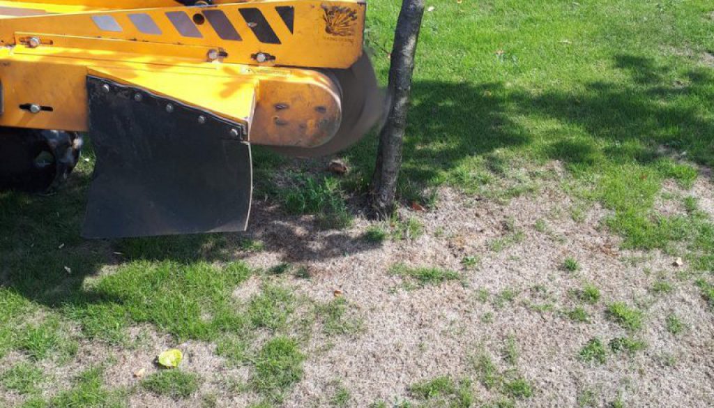 Tree stump grinding and removing fruit trees at the same time, near Stambourne, Halstead, Essex. This isn't the normal w...