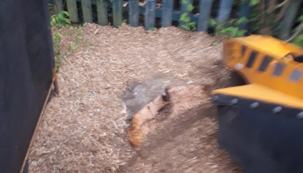 Tree stump grinding at Wickham Bishops, near Witham, Essex. We are here to help! ...