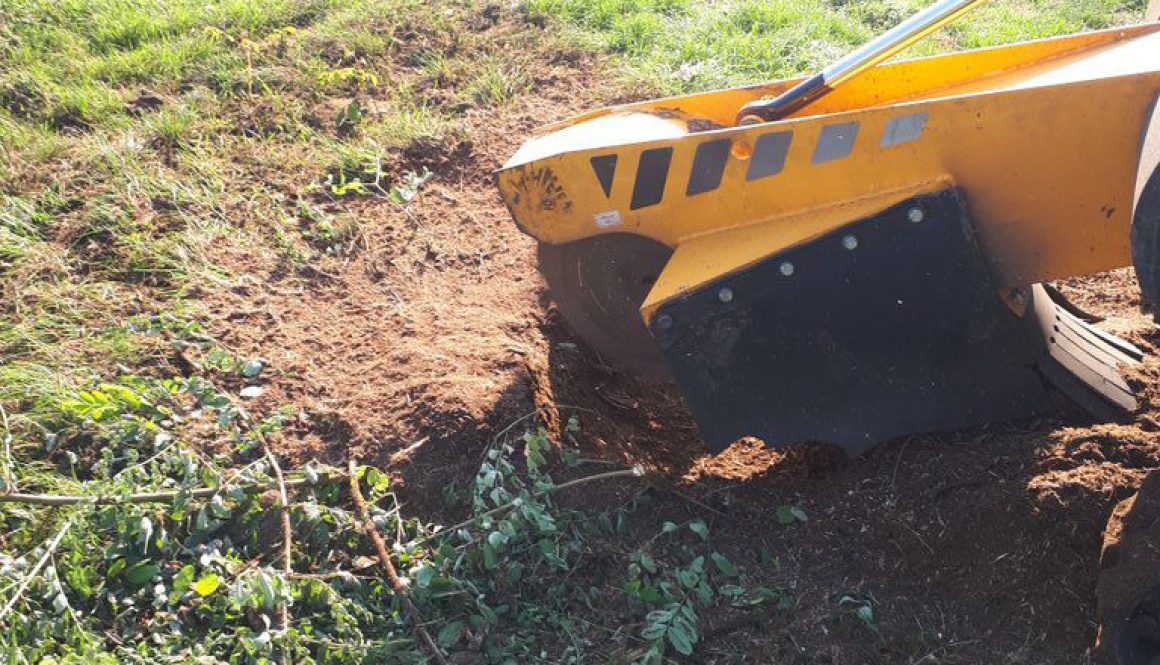 Tree stump grinding between Boreham and Great Leighs, near Chelmsford, Essex. We are hear to help you with all your tree...