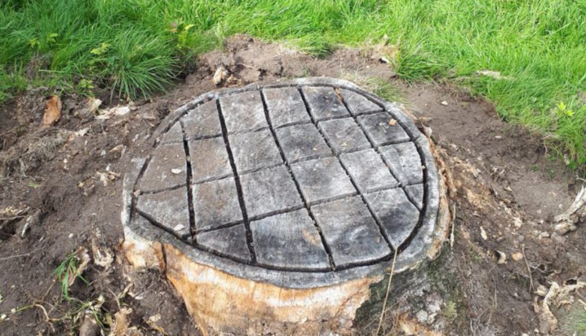 Tree stump grinding in Hoddesdon, Hertfordshire today, three various size stumps, this one was the largest of the three ...