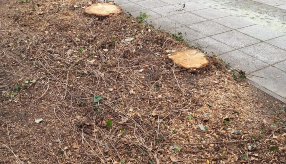 Tree stump grinding three conifer stumps in Long Melford near Sudbury, Suffolk, We cover Essex, Suffolk, Cambridgeshire ...