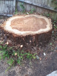 Can you kill a tree stump with poison?
