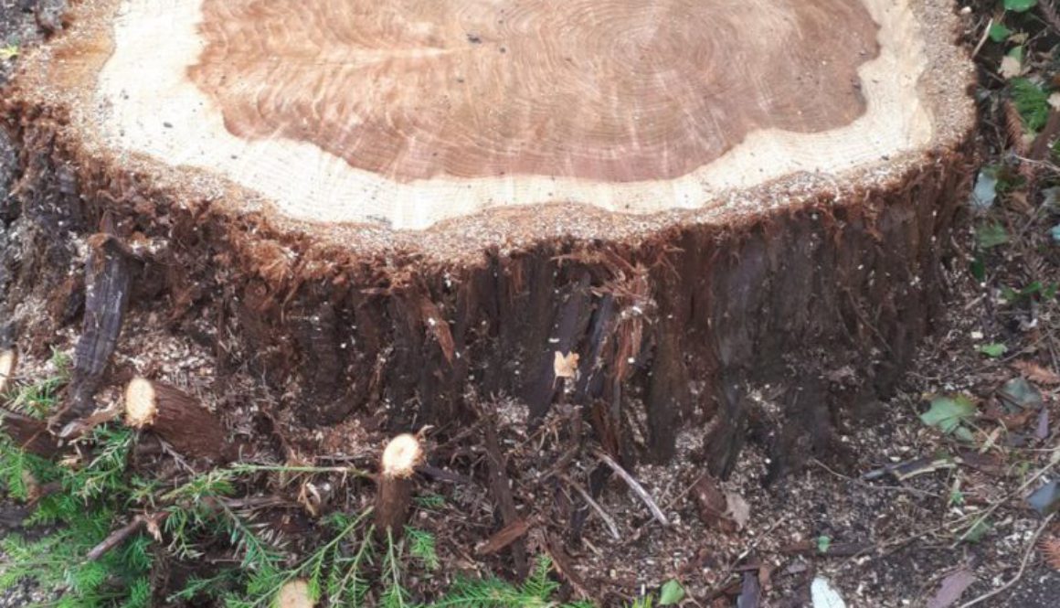 Can you kill a tree stump with poison?