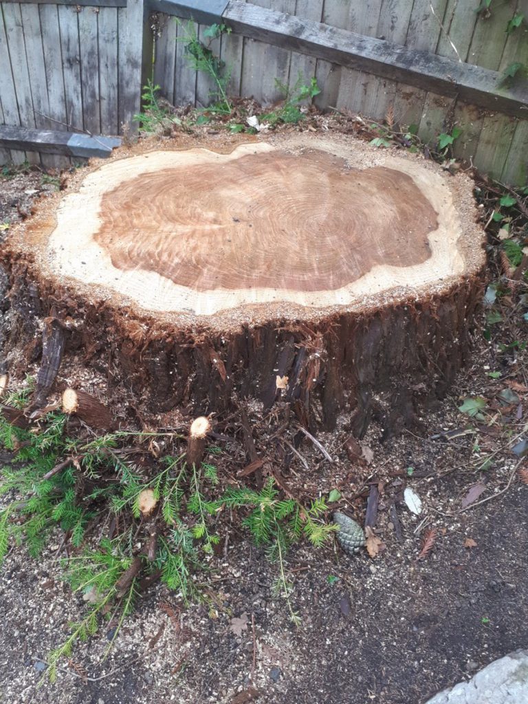 Can you kill a tree stump with poison? Essex Tree Stump Grinding Can