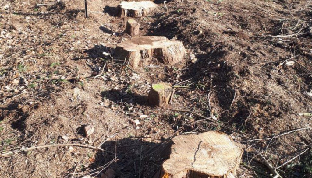 Essex Tree Stump Grinding conifer stumps near Bury St Edmunds, Suffolk. Call now for an instant free no obligation quote...