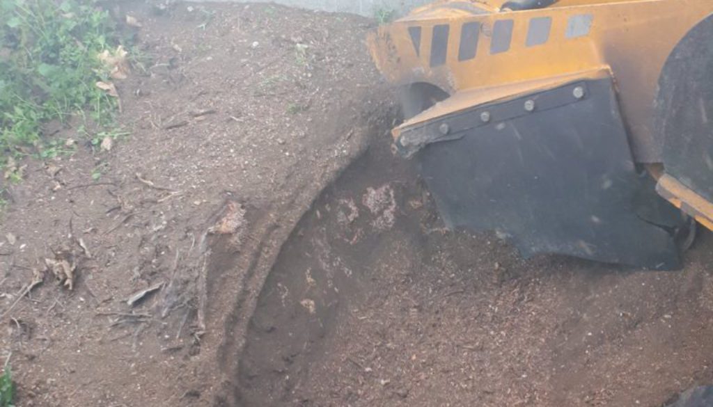 Essex Tree Stump Grinding out a yew tree root in Great Dunmow, Essex. We are here to help you with all your tree stump r...