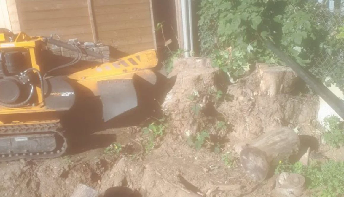 Essex Tree Stump Grinding removing a large sycamore stump near Bury St Edmunds, Suffolk. Please give me a call for a fre...