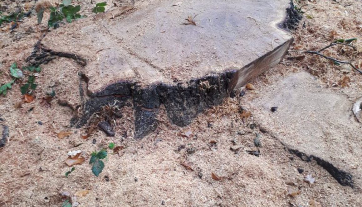 Essex Tree Stump Grinding removing tree stumps at Ingatestone, near Chelmsford, Essex. We are here to help you. ...