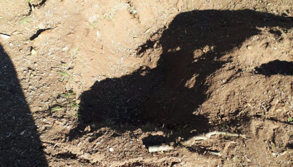 Essex Tree Stump Grinding tree stumps in Stansted, Essex, before and after photographs. ...