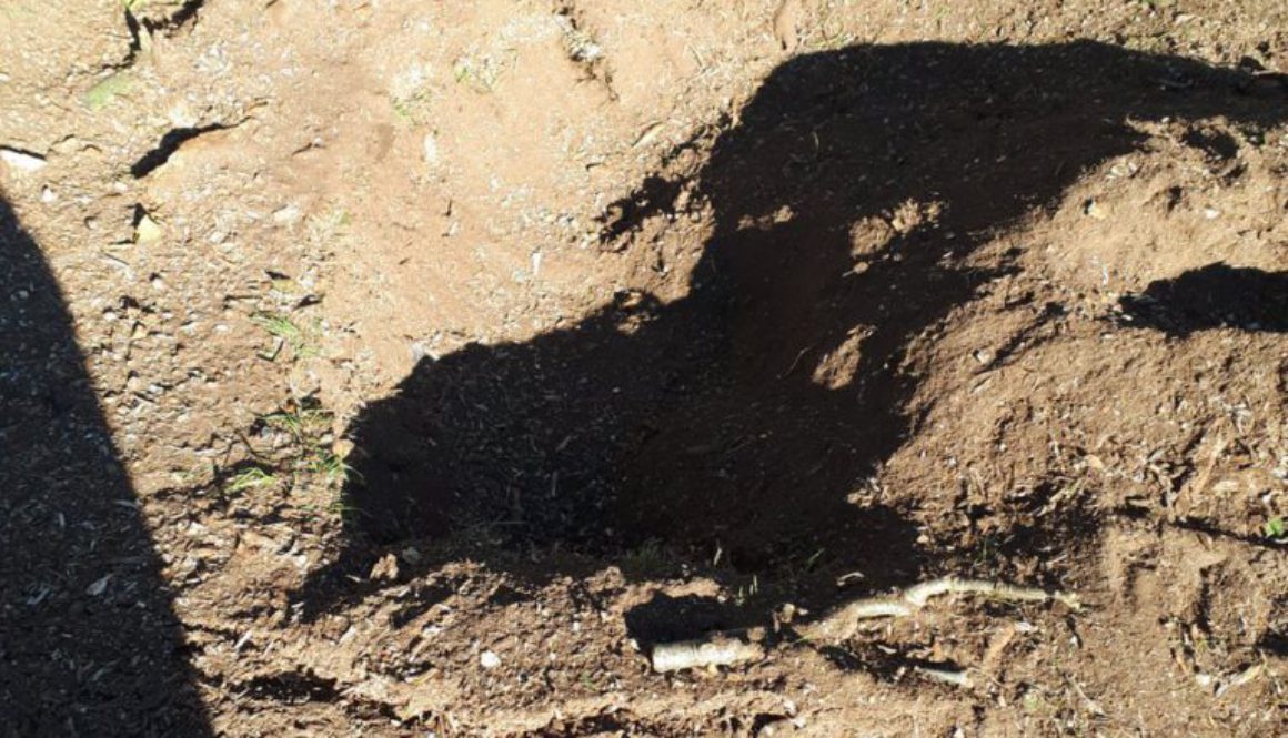 Essex Tree Stump Grinding tree stumps in Stansted, Essex, before and after photographs. ...