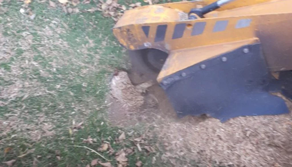 Essex Tree stump grinding stumps at Great Saling, near Stebbing, Dunmow, Essex. We are here to help you with all your tr...