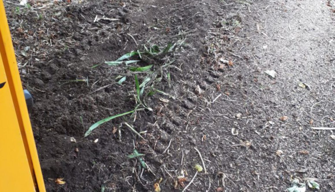 Essex tree stump grinding removing a Magnolia tree stump in in Hutton, Brentwood, Essex. ...