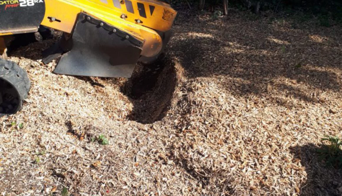 Essex tree stump grinding removing a conifer stump near Sewards End, Saffron Walden, Essex. Please feel free to call me ...