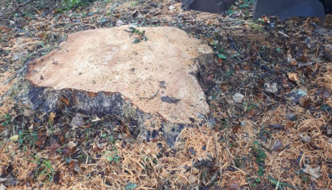 Essex tree stump grinding removing and grinding a large field maple tree stump. It's always useful to have a digger on s...