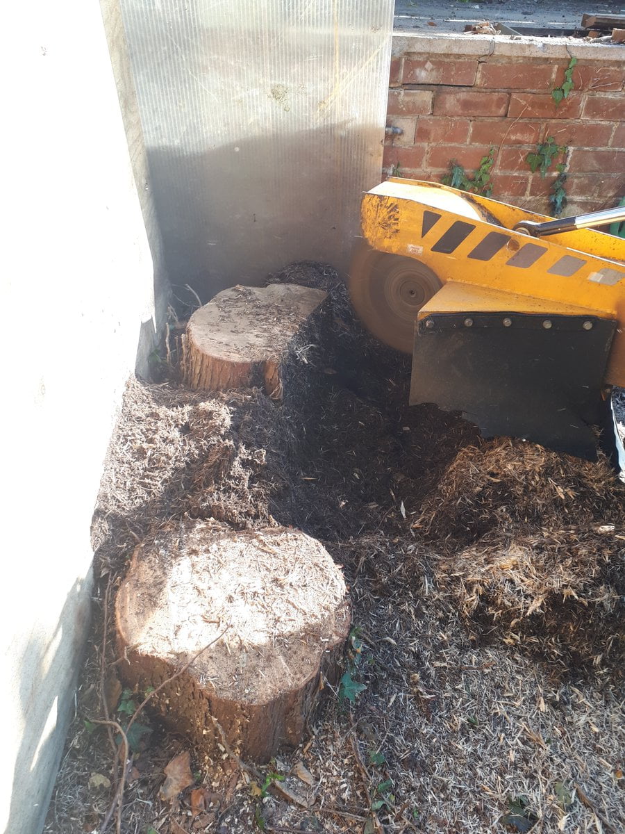 Essex tree stump grinding removing and grinding tree
