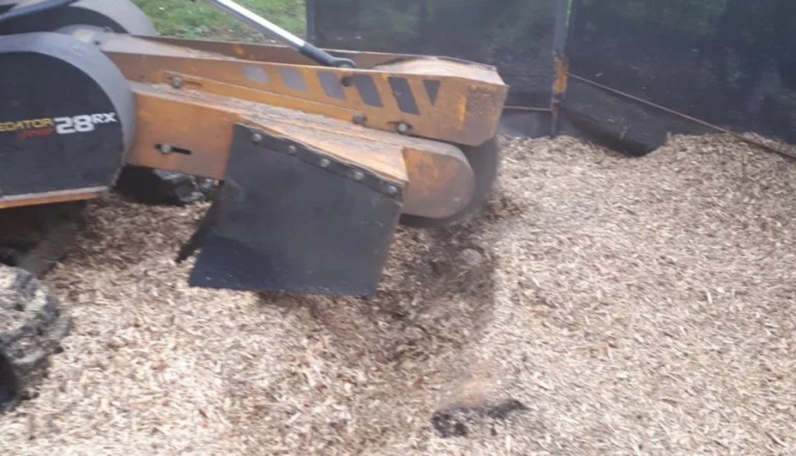 Grinding a large conifer tree stump at Ugley Green near Stansted, Essex. The area will soon be turfed and back to being ...