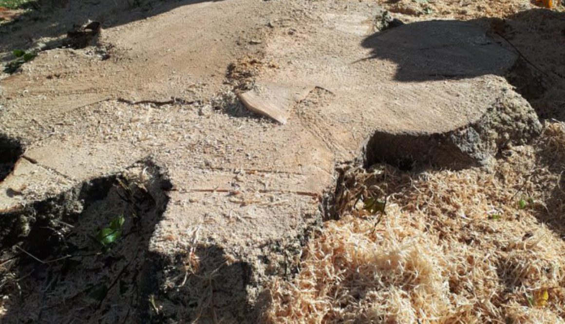 More photographs from Essex Tree Stump Grinding from Ingatestone, near Chelmsford, Essex. ...