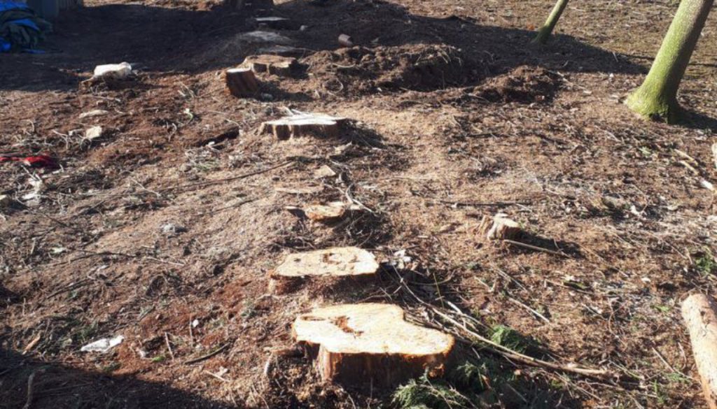 Tree Stump grinding today near Great Bromley, Colchester, Essex. 46 Leylandi tree stumps to be removed. ...
