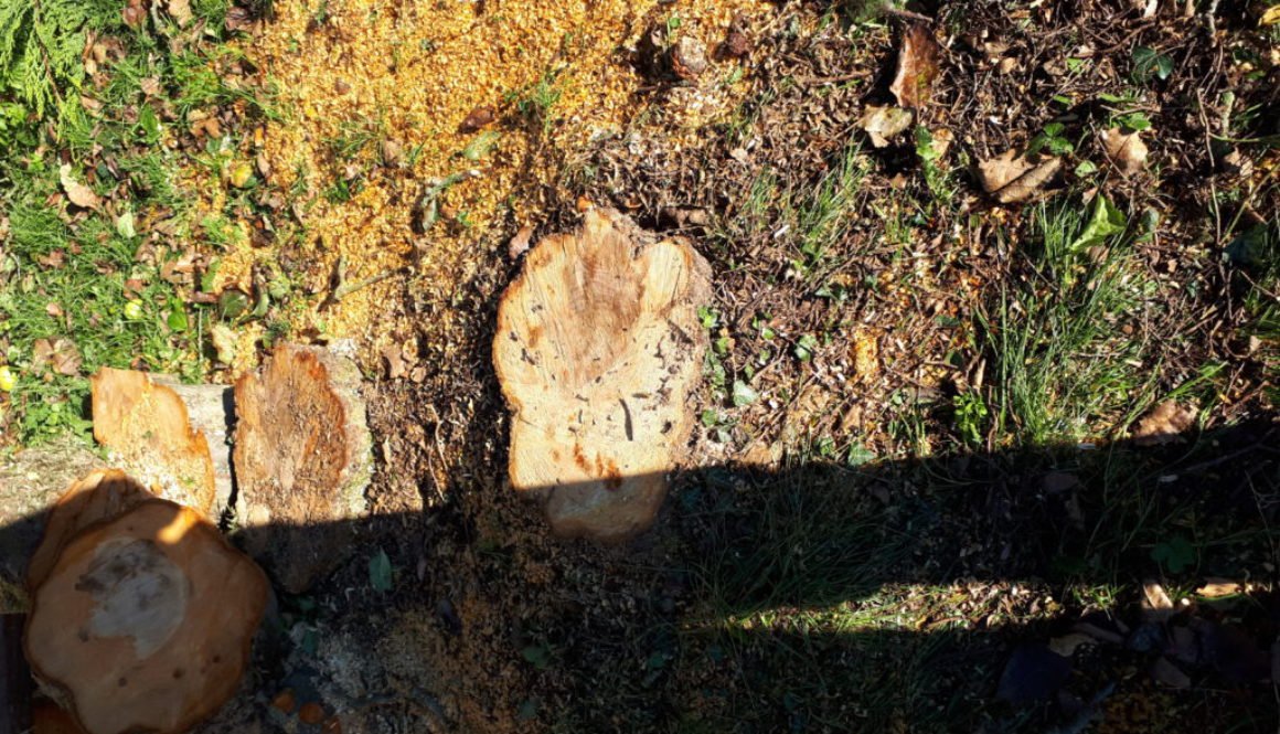 15 inch Apple tree stump ready to be removed by Essex tree stump grinding.