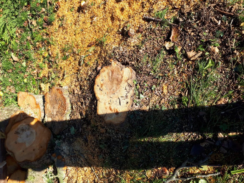 How long does it take to grind out a tree stump? Free Stump removal quote. Essex Tree Stump