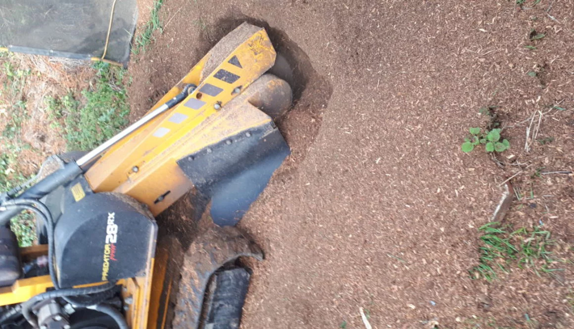 Essex Tree Stump Grinding removing tree stumps in Purleigh, Essex.