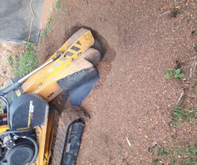 Essex Tree Stump Grinding removing tree stumps in Purleigh, Essex.