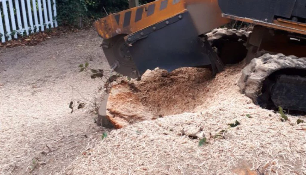 Essex tree stump grinding removing a large sycamore tree stump near Stansted, Essex. For a free instant no obligation qu...