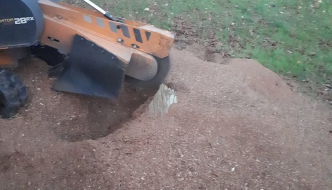 More tree stump removal photographs from Tillingham, Essex. ...