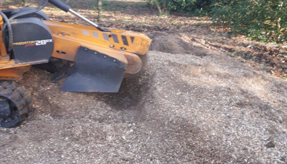 Removing tree stumps near Tillingham, Essex. I had several large tree stumps to grind out on this particular job. ...