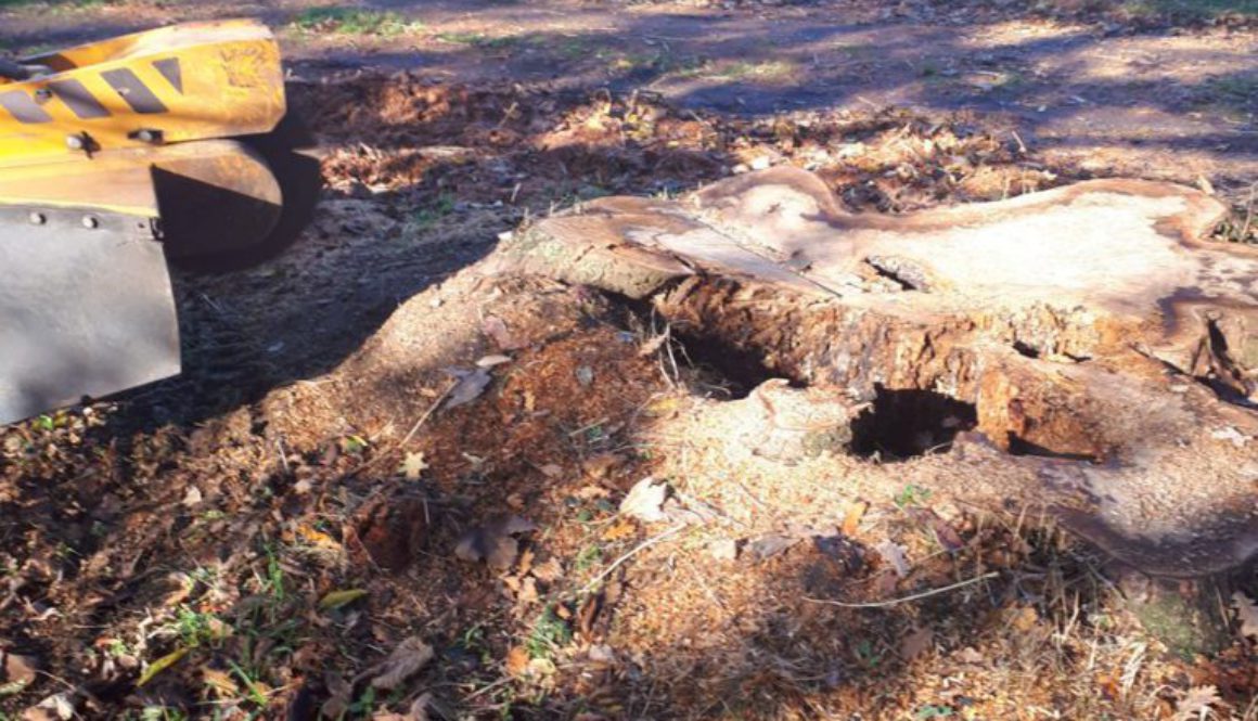 Stump grinding a large horse chestnut tree stump near Tillingham, Essex. We are here to help you with all your tree stum...
