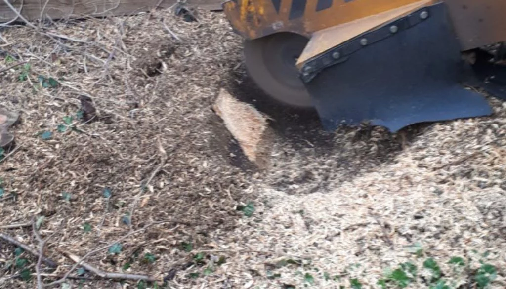 Grinding tree stumps near Long Melford, Sudbury, Suffolk. Please give me a call for all your stump grinding needs. (0797...