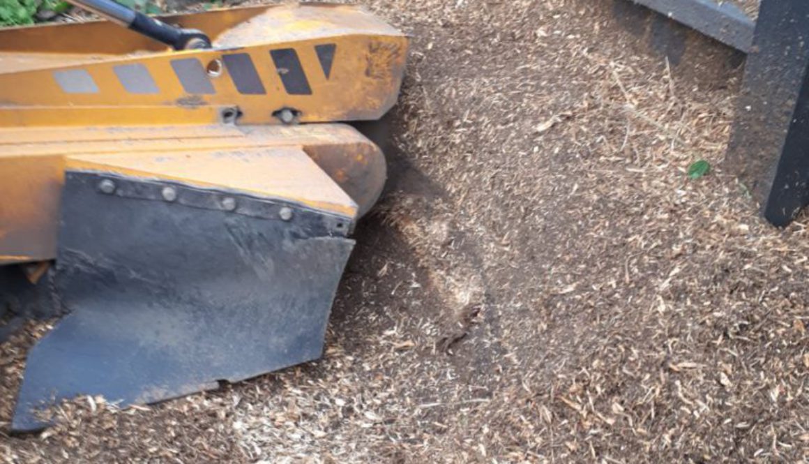 Removing various tree stumps in Bishops Stortford. We are here for all your stump in needs, please feel free to call for...