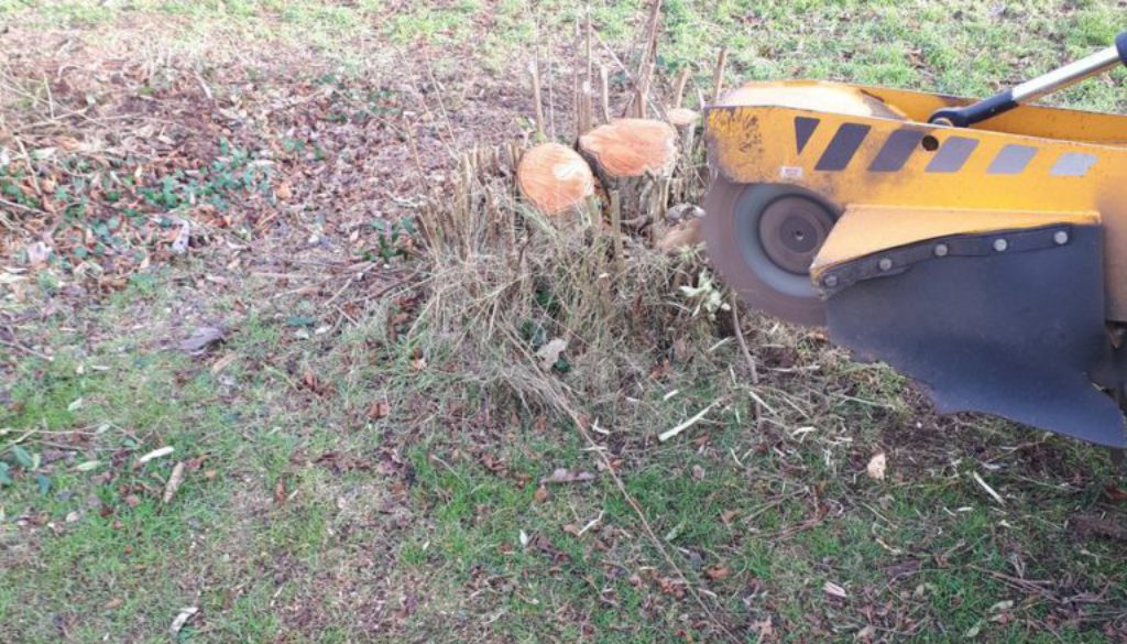 Essex Tree Stump Grinding removing more tree stumps near Sudbury, Suffolk. We are here for all your stump grinding needs...