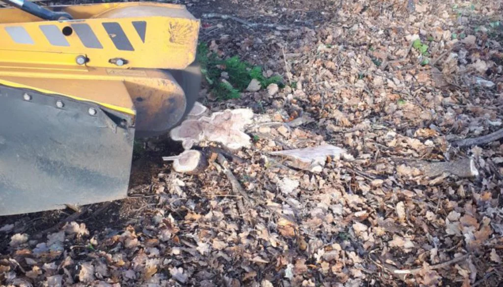 Essex Tree Stump Grinding removing tree stumps near Billericay, Essex. This site was being cleaned in preparation for a ...